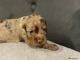 Cocker Spaniel dogs - Advert 18