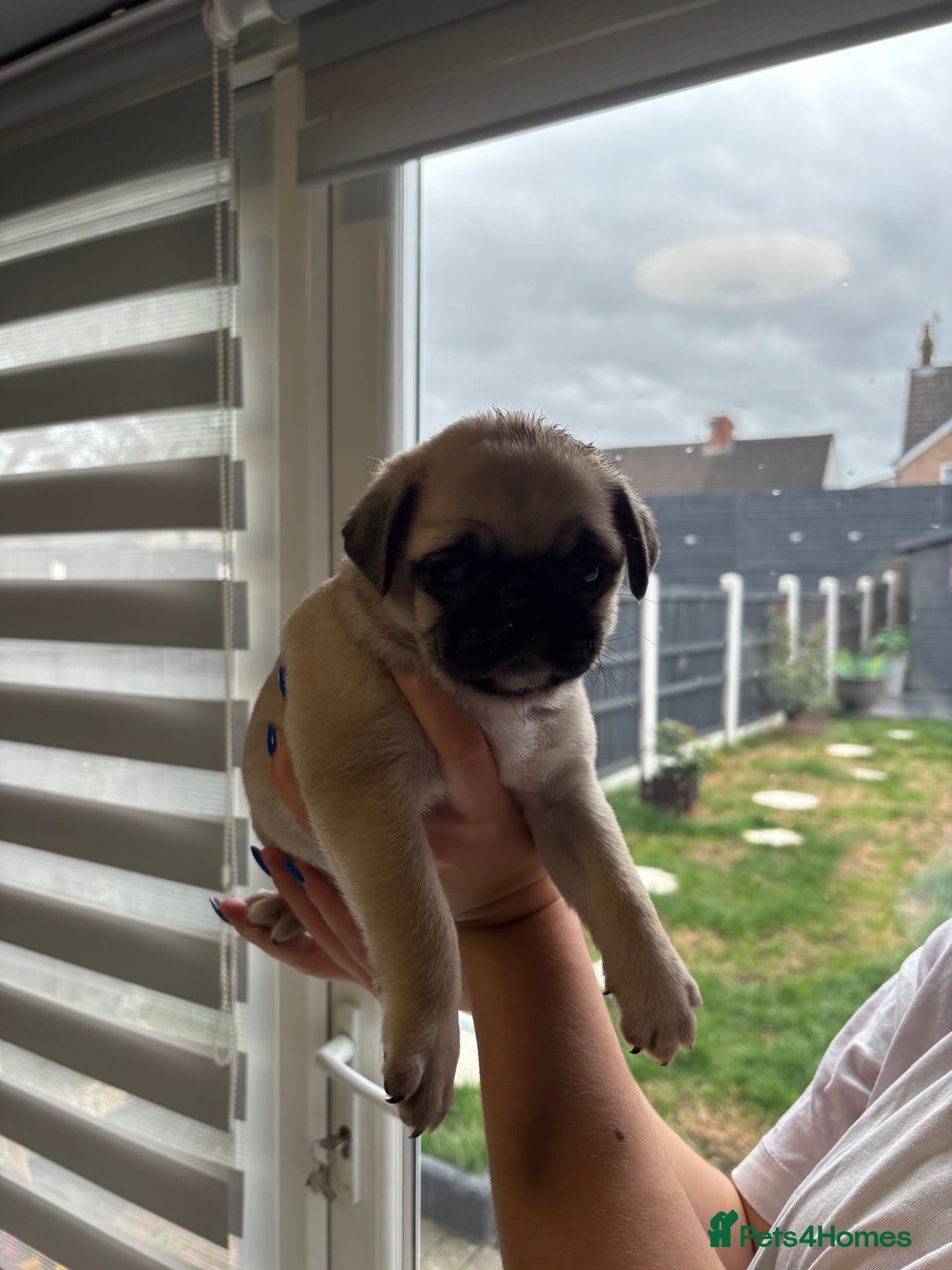 Pug dogs for sale: 🐾 Adorable Pug Puppies for Sale – £700 Each 🐾 - Image 8