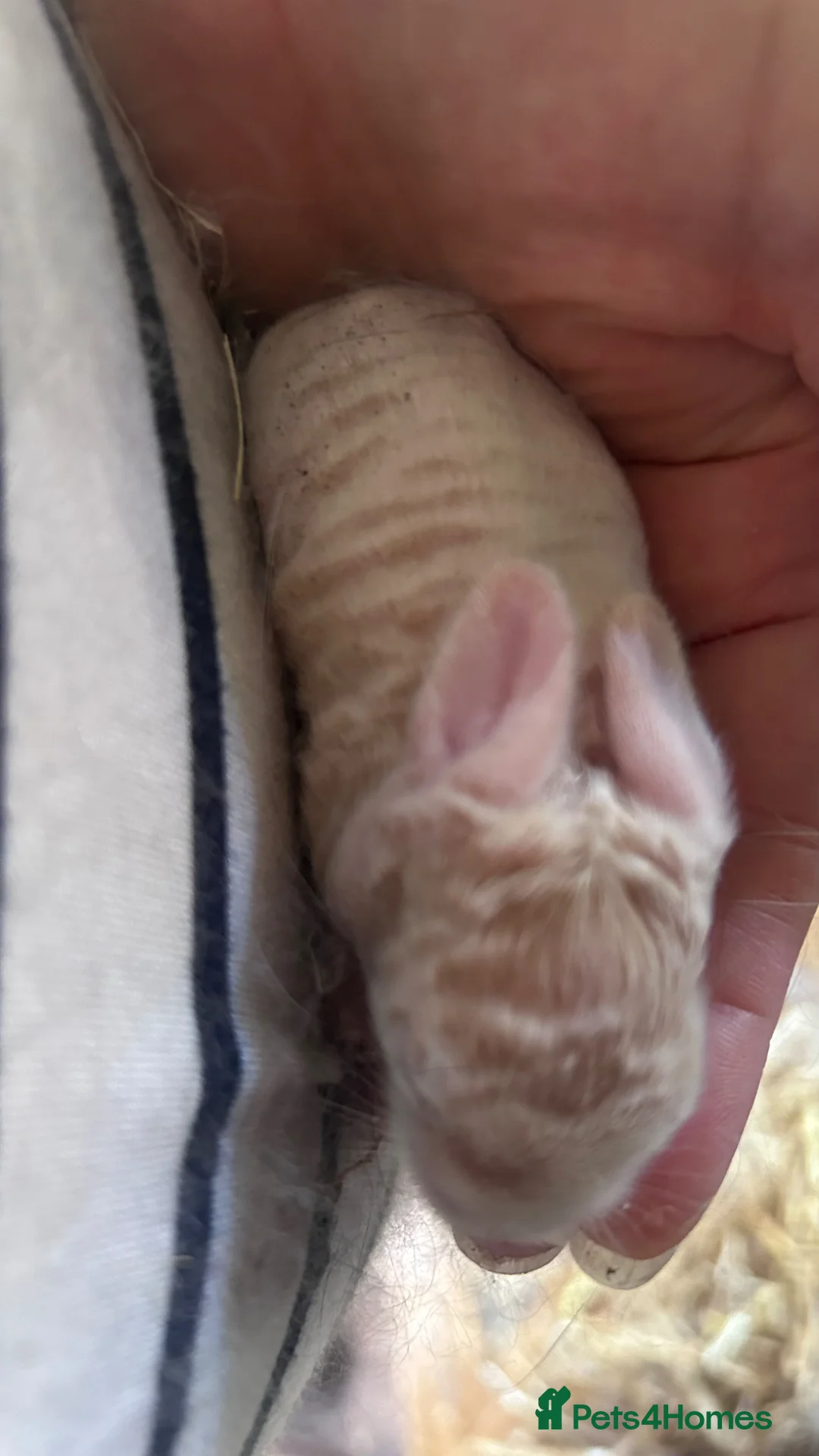 Mixed Breed rabbits for sale: Mixed lionhead/ mini loop rabbits  in Maldon - Advert 2