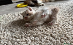 British Longhair cats for sale: 3 beautiful blue eyed British longhair - Image 5