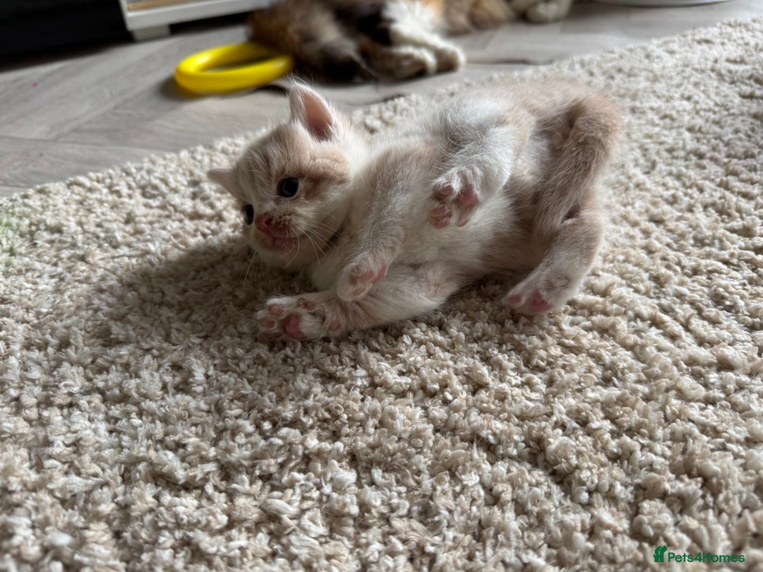 British Longhair cats for sale: 3 beautiful blue eyed British longhair - Image 5