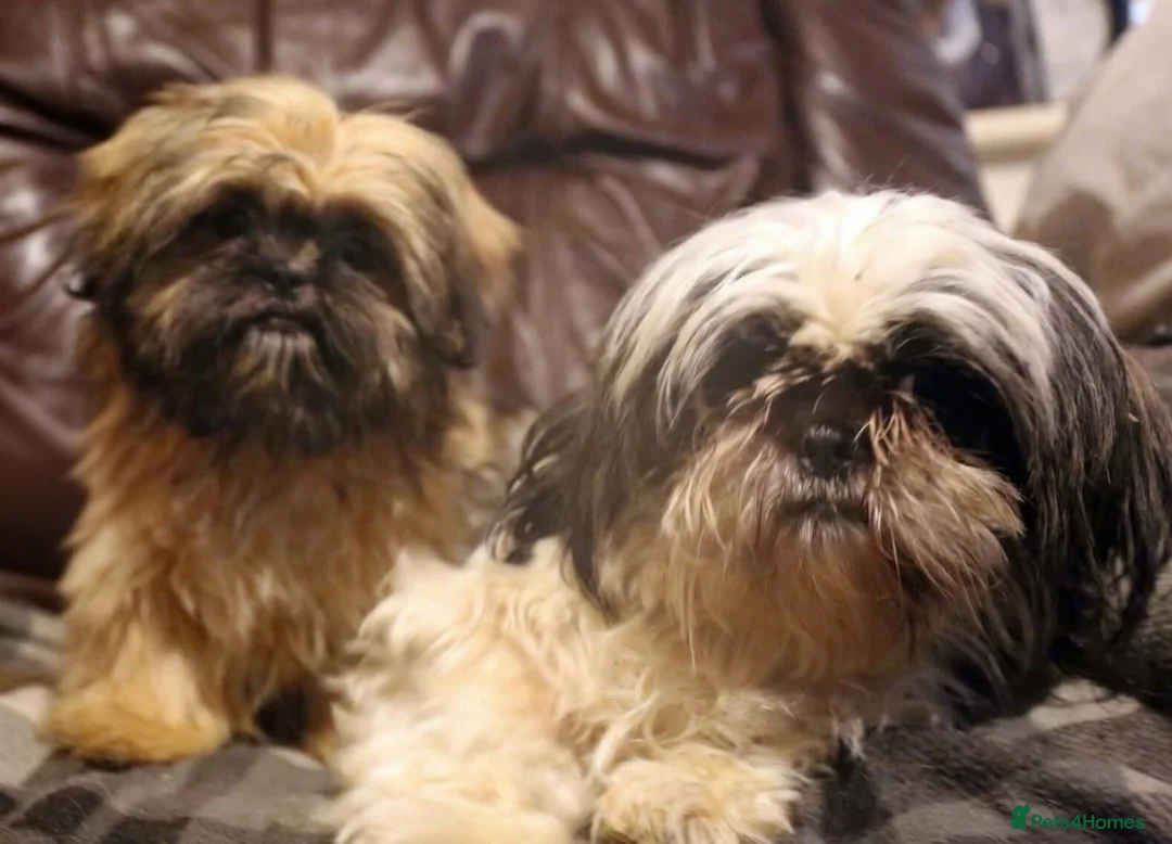 Shih Tzu dogs for sale: Stunning shih tzu boy  - Advert 6