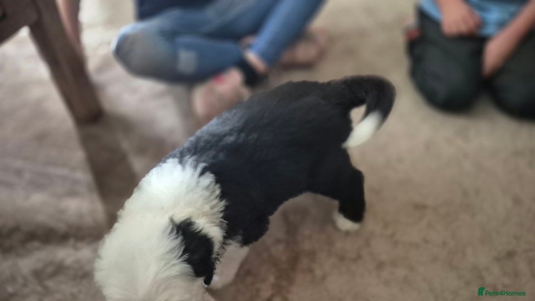 Mixed Breed dogs for sale: Old English Sheepdog puppies  OES X Golden Oldie - Image 16