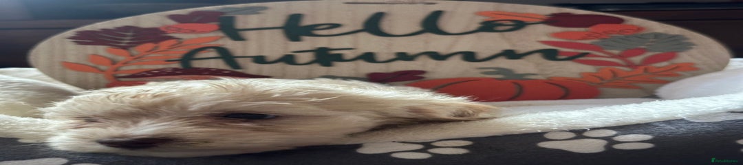 Cockapoo Puppy 6