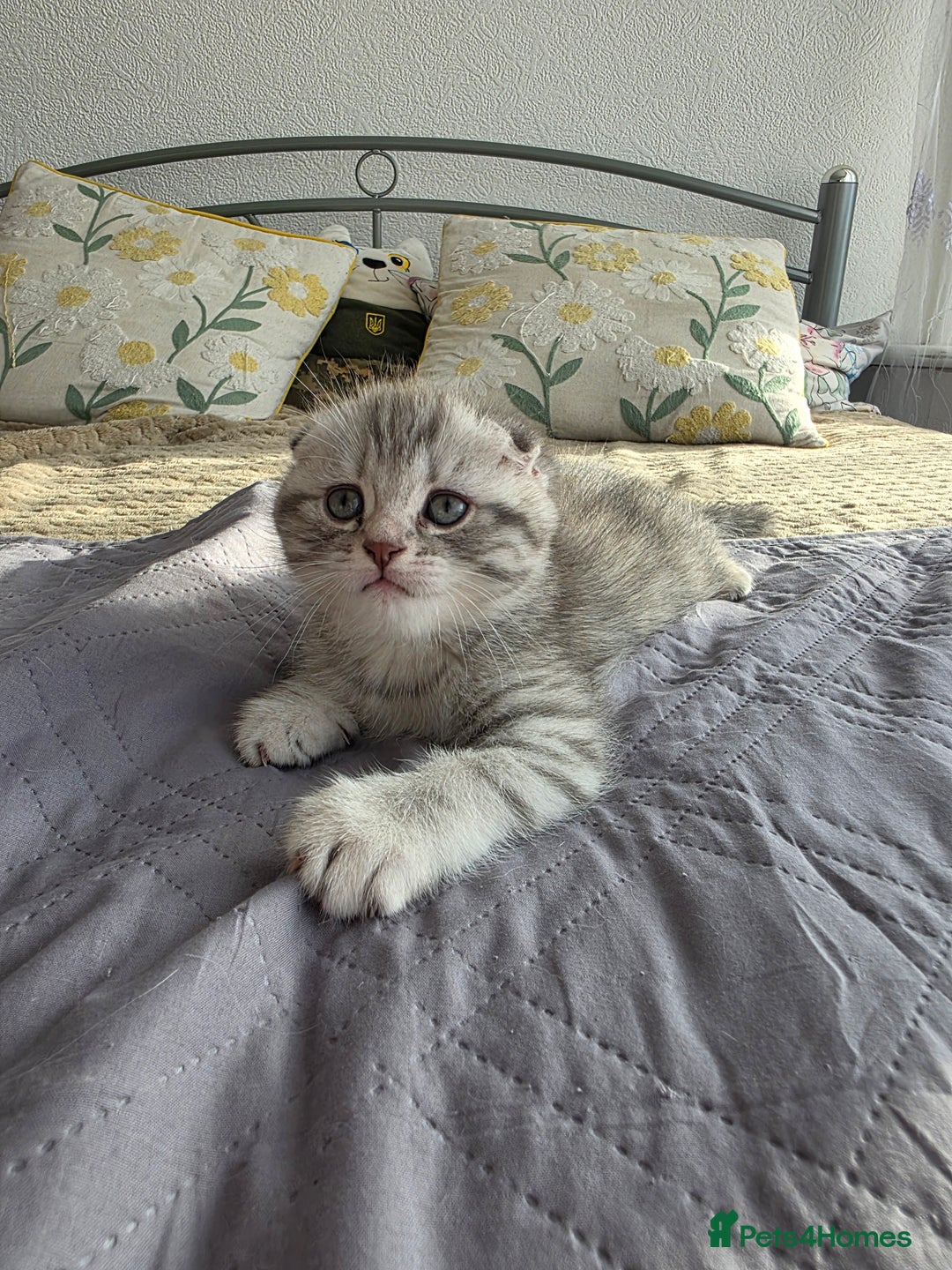 Scottish Fold cats for sale: Tabby Scottish Fold Kittens - Advert 24