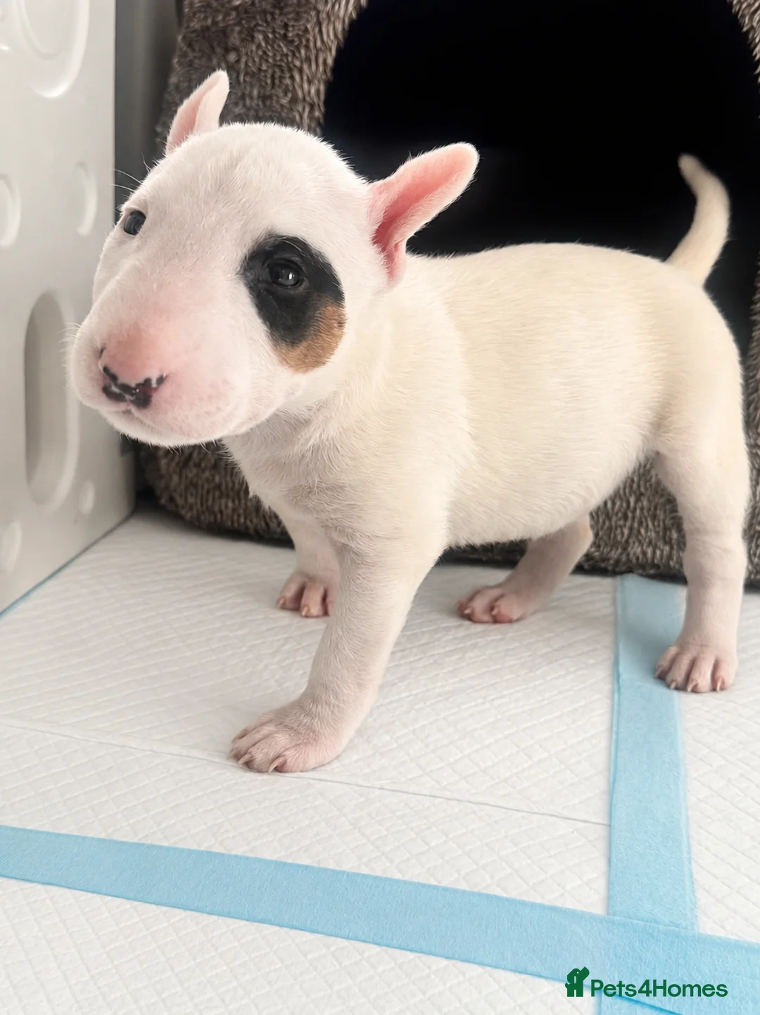 English Bull Terrier dogs for sale: English bull terrier puppy (female)  - Advert 1