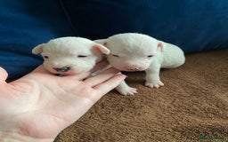 Parson Russell dogs for sale: Quality Parson Russell Terrier Male Puppies - Image 2