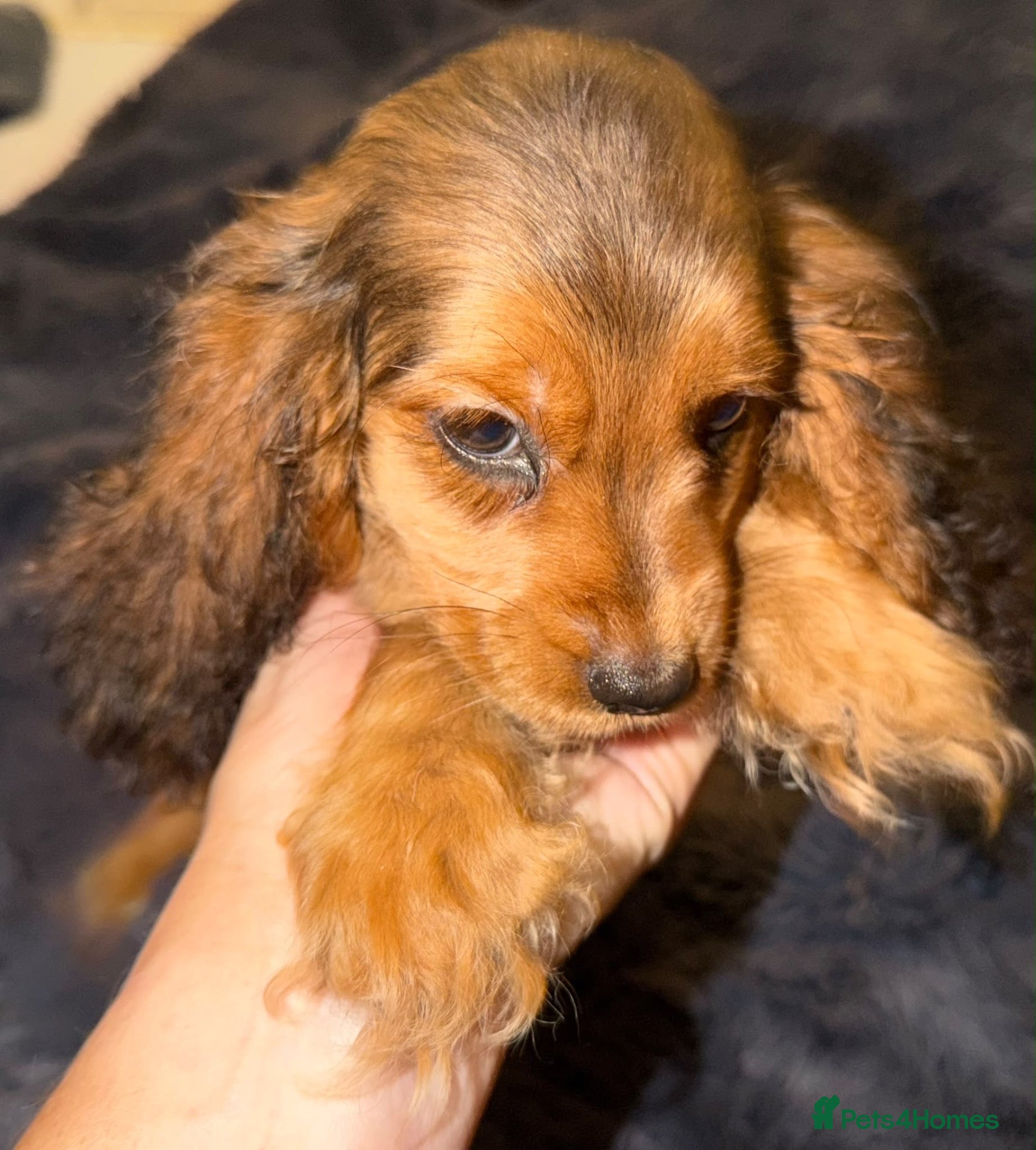 Cocker Spaniel dogs for sale: Show type cocker spanielss - Advert 8