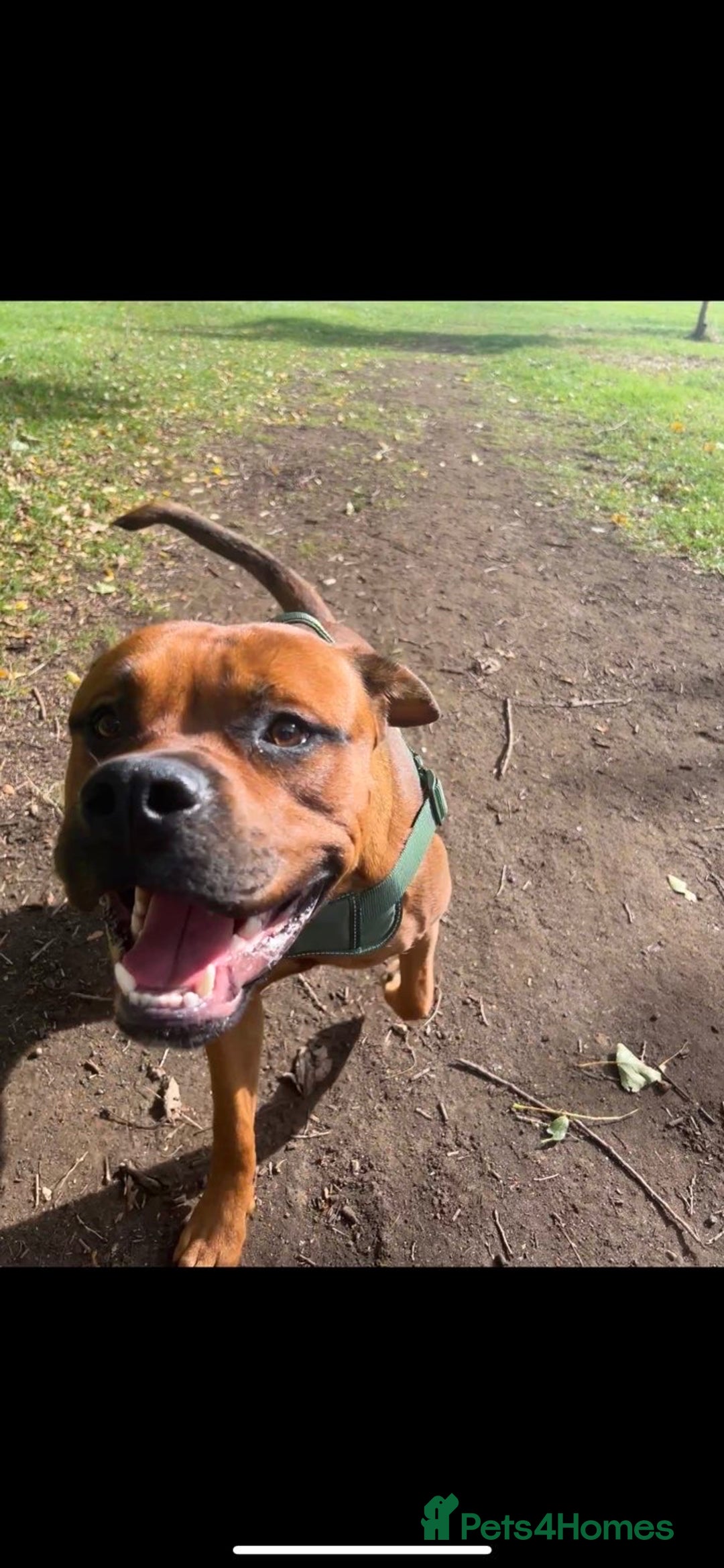 Mixed Breed dogs for sale: ❤️Loving Home Wanted for our Beloved Diego❤️ - Image 5