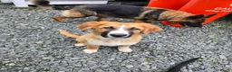 Mixed Breed dogs for sale: Rare Highland Sheppard Puppies Alabai Cross  - Advert 26