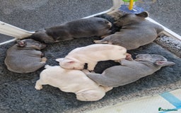 French Bulldog dogs for sale: FROM £1500 French bulldogs 2 FEMALE 3 MALE - Image 8