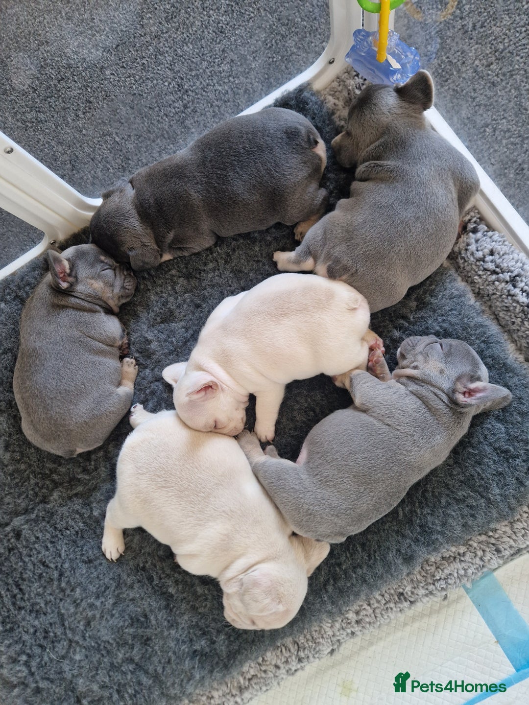 French Bulldog dogs for sale: FROM £1500 French bulldogs 2 FEMALE 3 MALE - Image 8