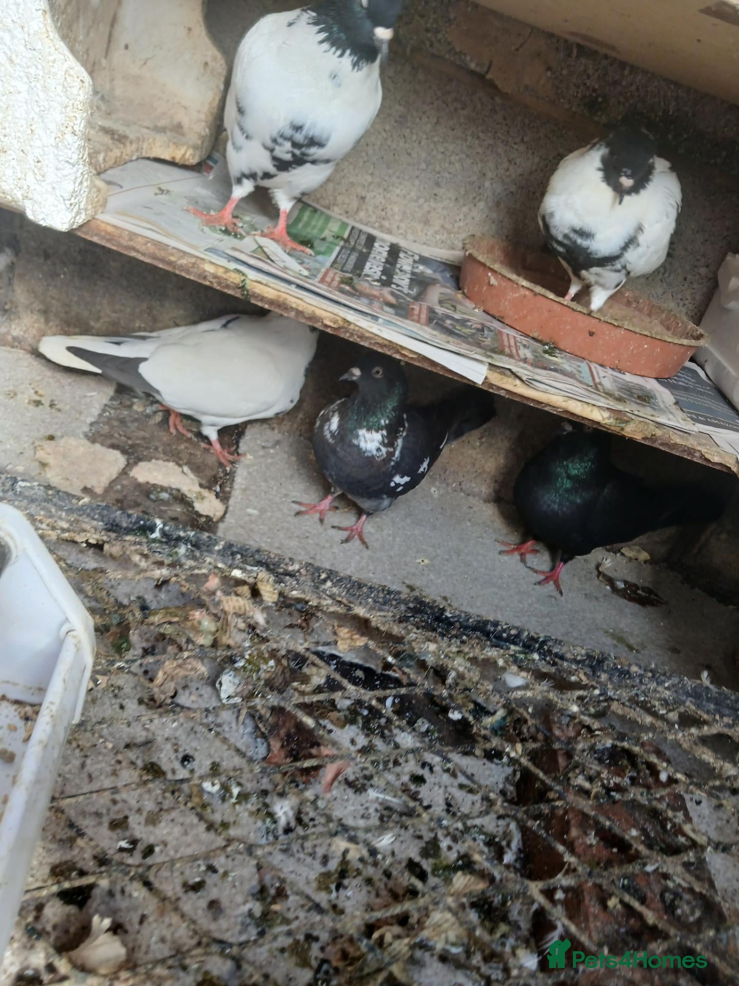 Pigeons birds for sale: Afghni pigeions - Advert 1