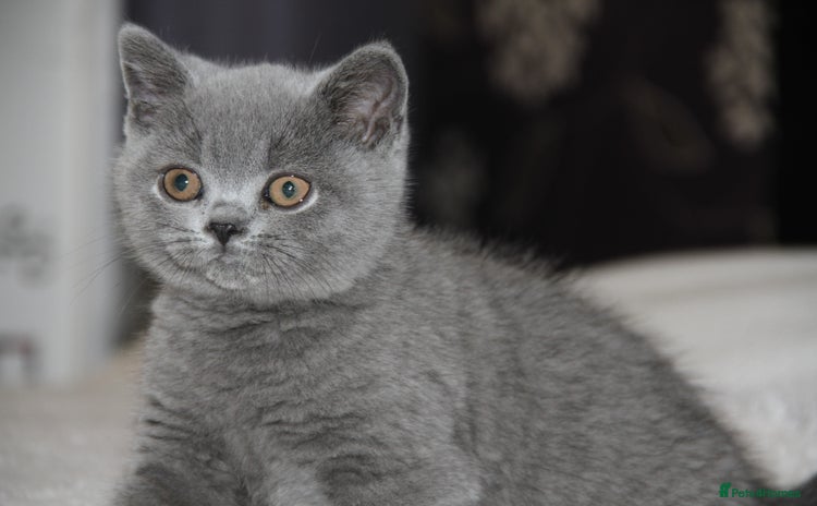 British Shorthair cats - Advert 14