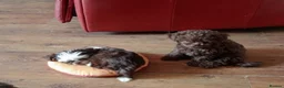 Mixed Breed dogs for sale: Imperial Shih Tzu/Poodle X Chocolate Chihuahua  - Advert 14