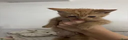 Mixed Breed cats for sale: Kittens for sale  - Advert 9