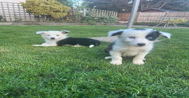 Border Collie dogs - Advert 6