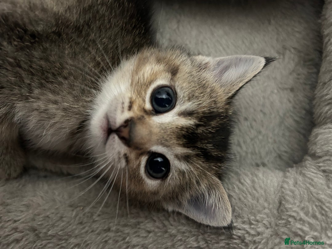 Scottish Fold cats for sale: Scottish Fold  - Advert 8