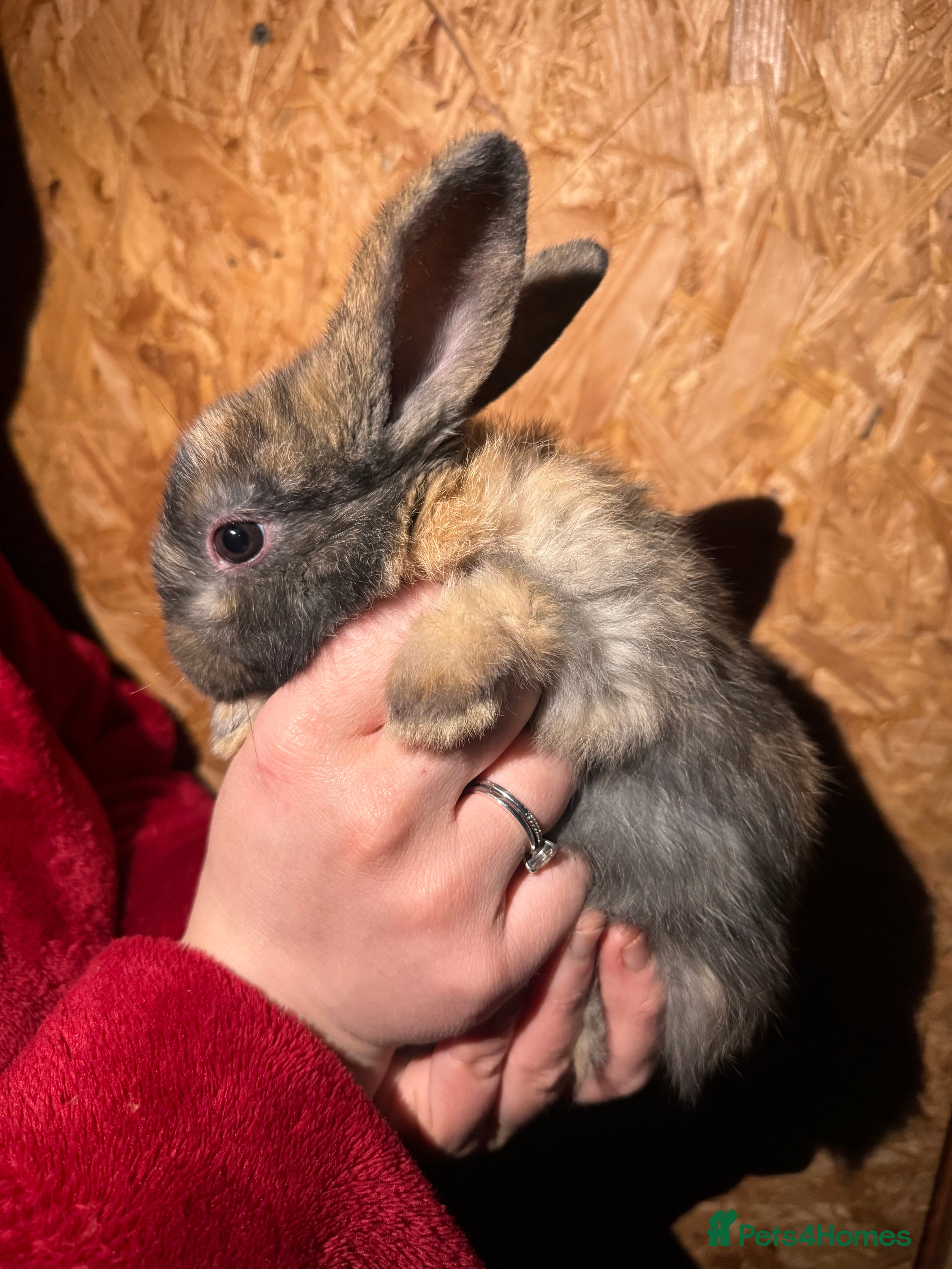 Mini Lop rabbits Mini Lop READY TO GO!!! - Advert 12