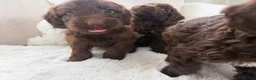 Cockapoo dogs for sale: Cockapoo F2 Puppies - Advert 5