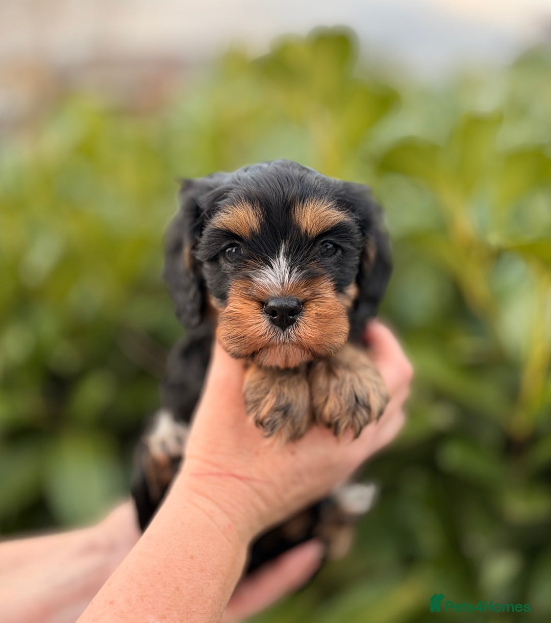 Cavapoo dogs for sale: cavapoo puppy's  - Advert 3