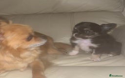 Chihuahua dogs for sale: Chihuahua Apple head boy for sale - Image 2
