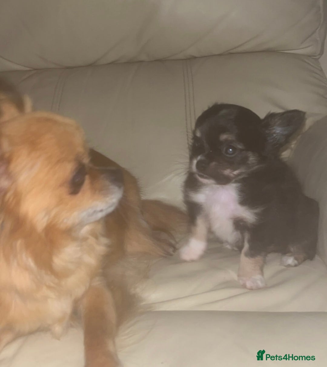 Chihuahua dogs for sale: Chihuahua Apple head boy for sale - Image 2