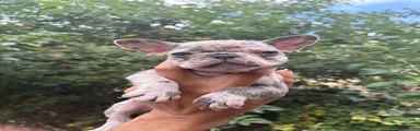 French Bulldog 1
