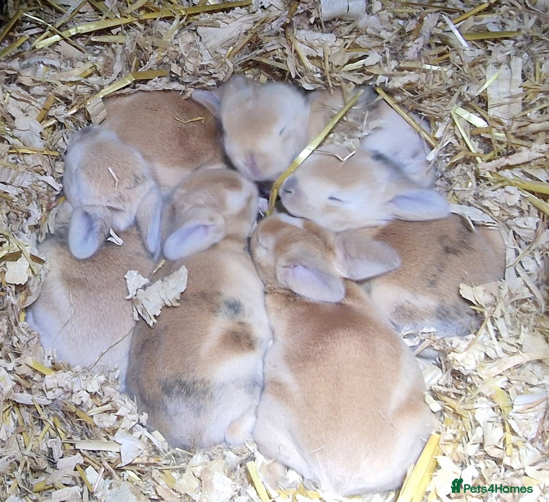 Mini Lop rabbits for sale: Mini lops  - Advert 13