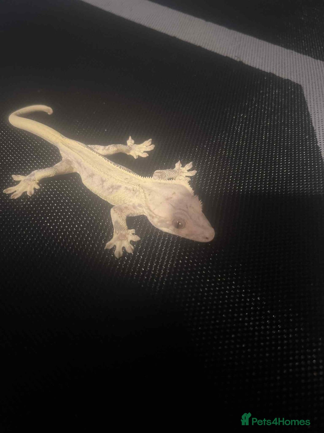 Gecko reptiles for sale: Crested gecko  - Advert 4