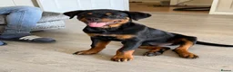 Rottweiler dogs for sale: Rottweiler 5 month old male called Titan  in Bath - Advert 5