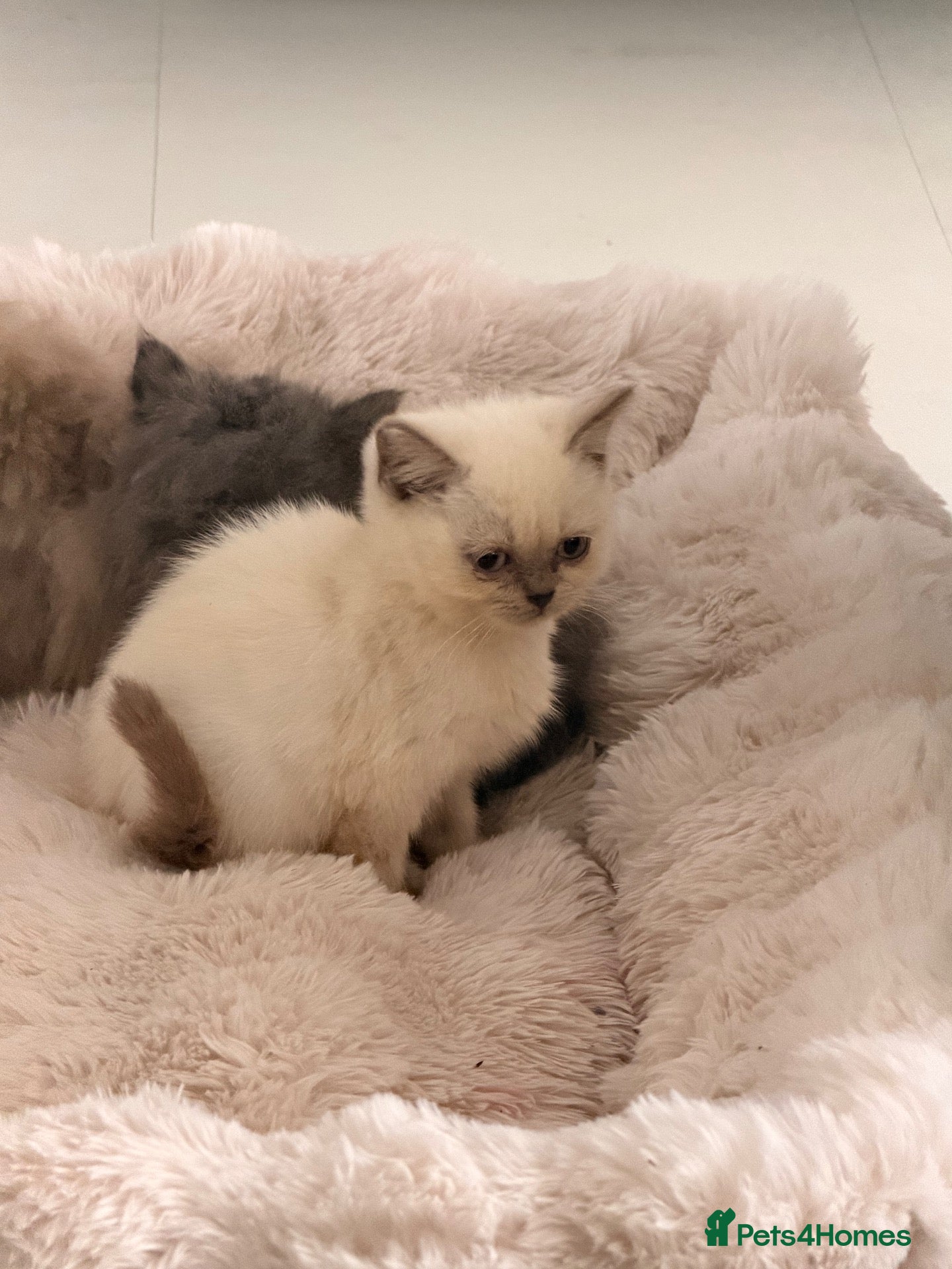 British Longhair cats for sale: Beautiful grey and lilac kittens - Advert 3