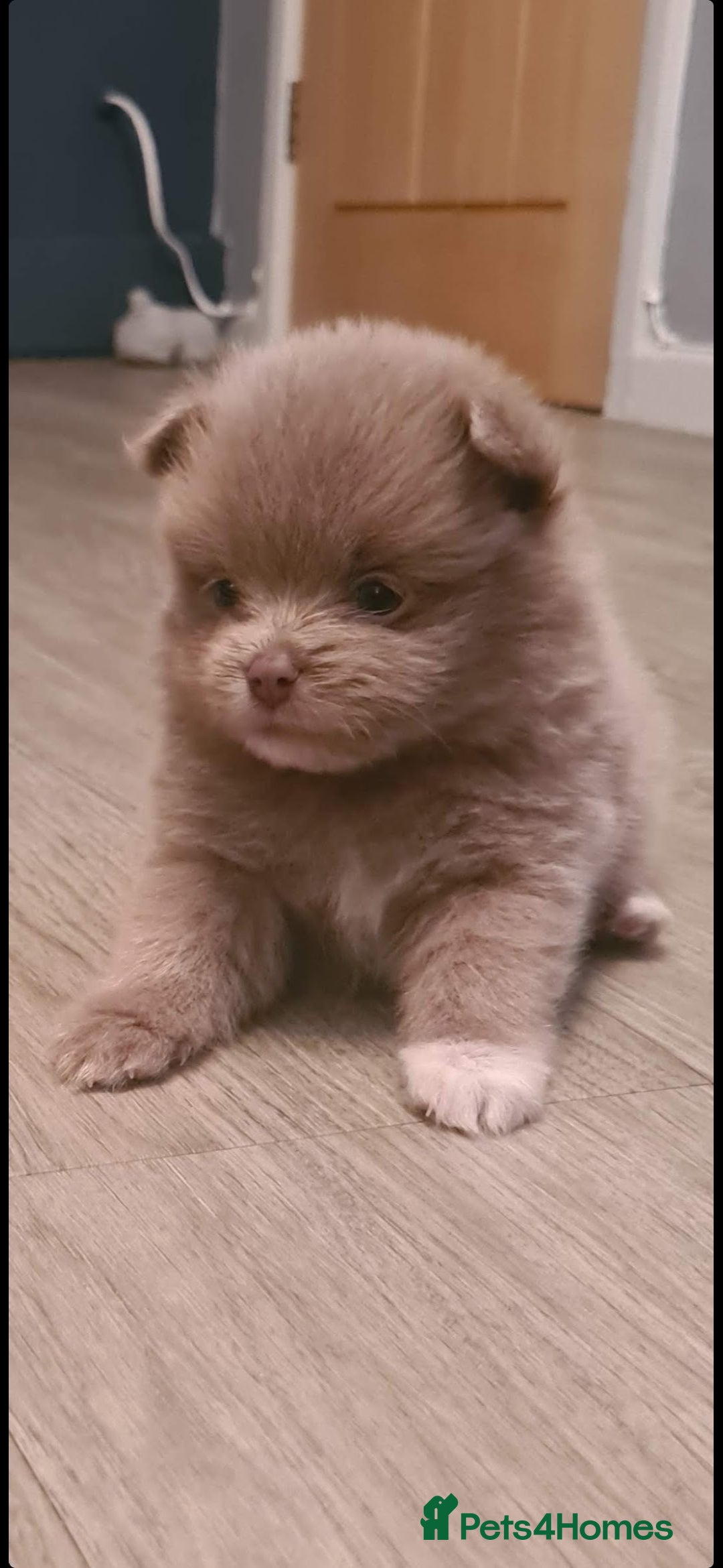Pomeranian dogs for sale: Stunning pick of the litter Pomeranian Boy - Image 21