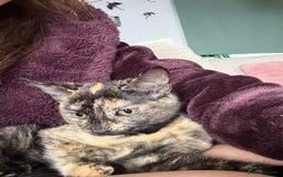 Oriental cats for sale: Beautiful Gentle Baby Girl - Image 2