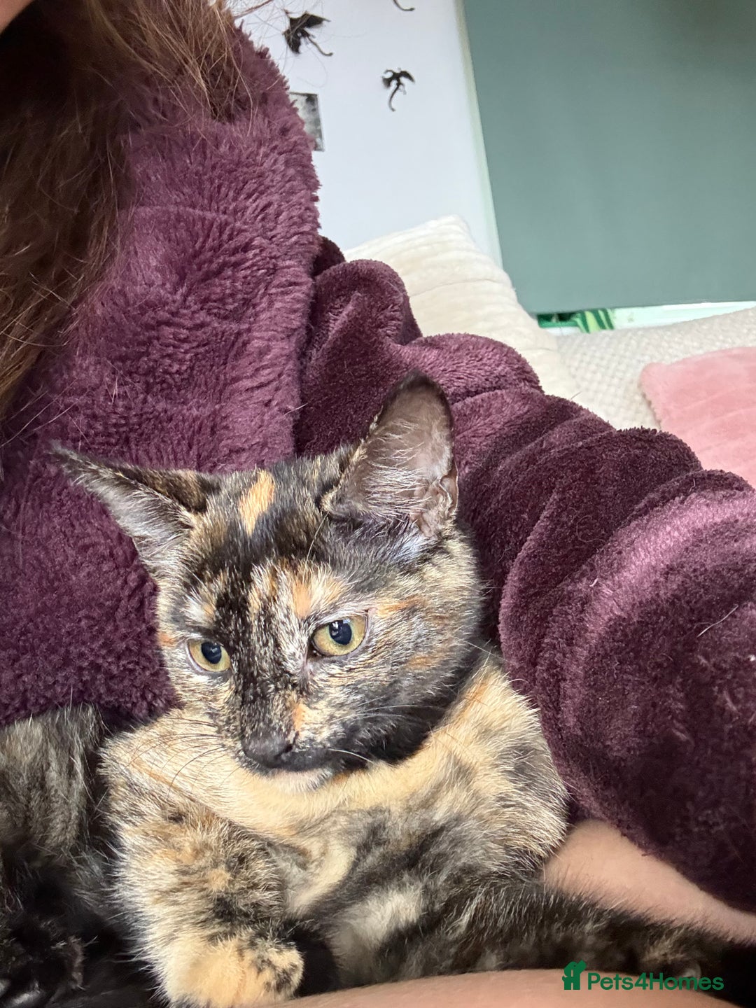 Oriental cats for sale: Beautiful Gentle Baby Girl - Image 2
