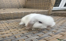 Mini Lop rabbits for sale: Gorgeous mini lop bucks available . - Image 1