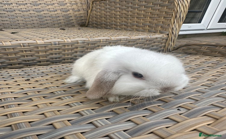 Mini Lop rabbits - Advert 16