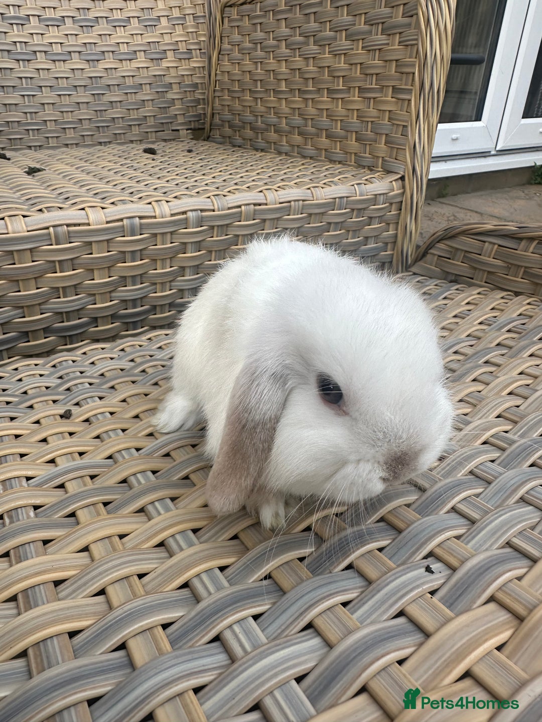 Mini Lop rabbits for sale: Gorgeous mini lop bucks available . - Image 1