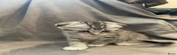 Mixed Breed cats for sale: Scottish fold / straight kittens  - Advert 10