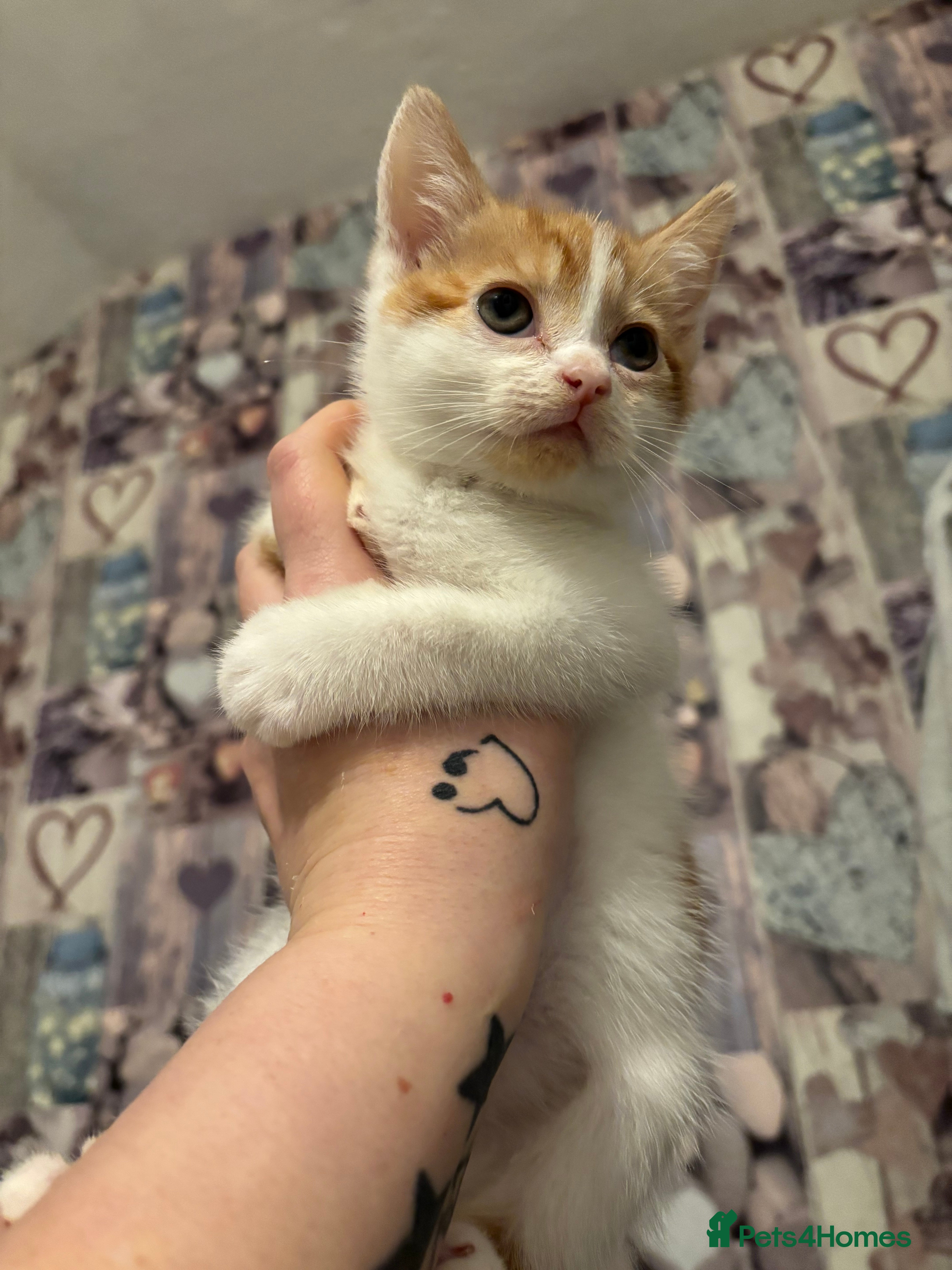Mixed Breed cats Beautiful ginger white boy remaining  - Advert 8