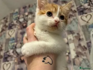 Mixed Breed cats Beautiful ginger white boy remaining - Advert 8