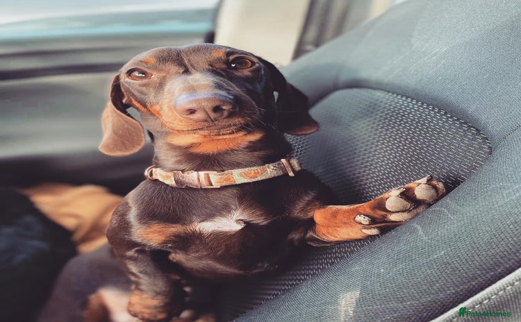 Miniature Dachshund dogs - Advert 4