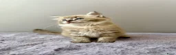 Ragdoll cats for sale: TICA registered cherubim ragdoll kittens - Advert 8