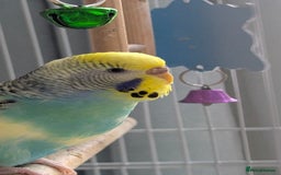 Budgerigars birds for sale: Fully tamed 4 budgies with Cage, accessories,food - Image 30