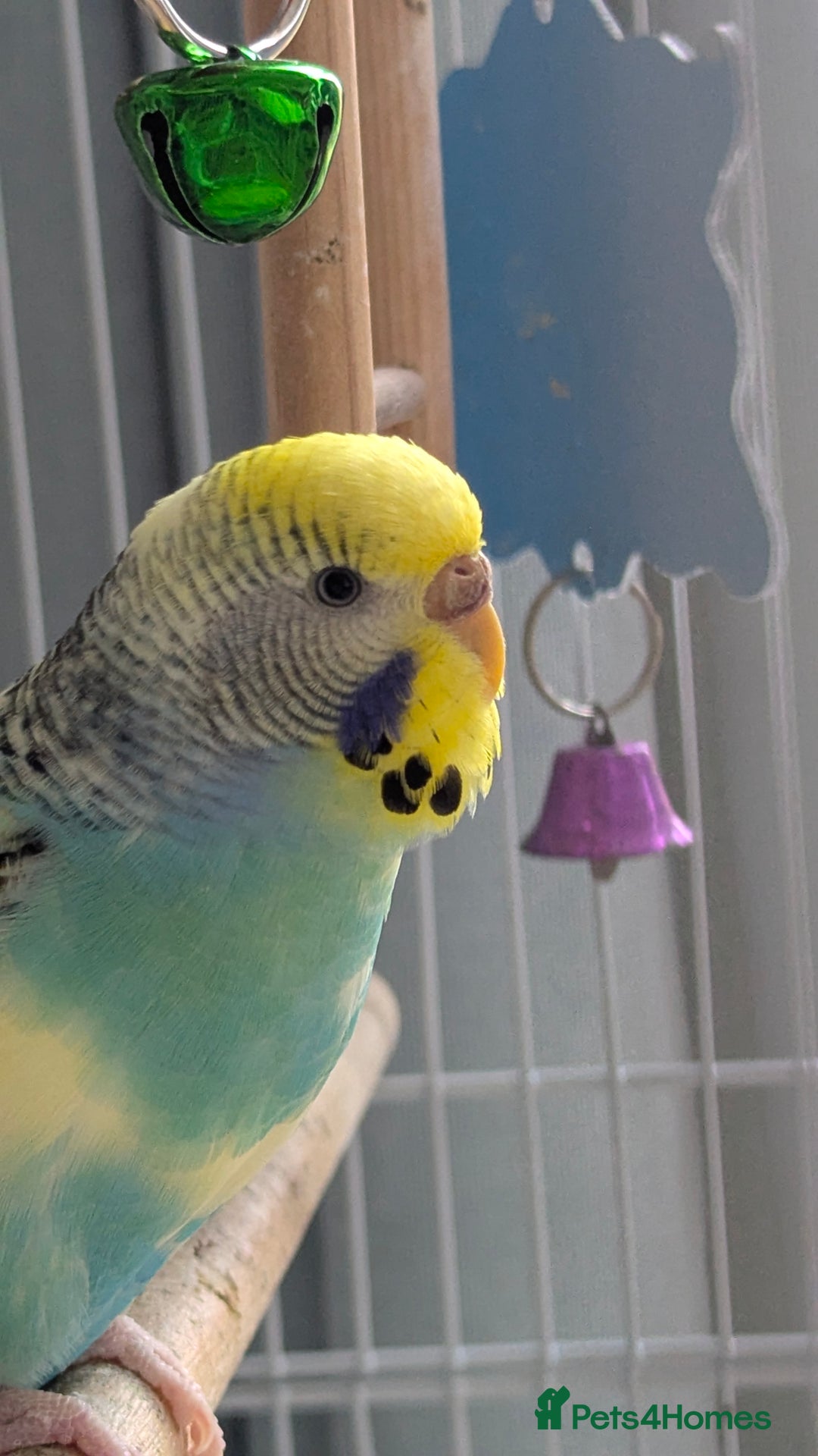 Budgerigars birds for sale: Fully tamed 4 budgies with Cage, accessories,food - Image 30