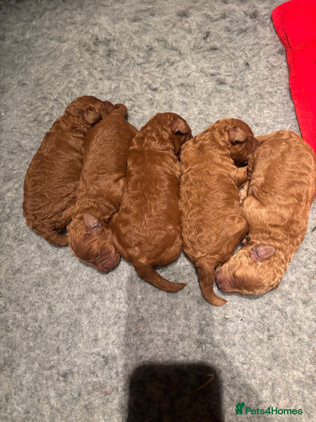 Miniature Poodle dogs for sale: KC Registered red miniature poodles  - Advert 13