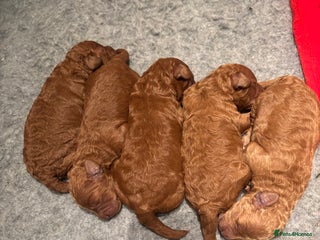 Miniature Poodle dogs - Advert 17