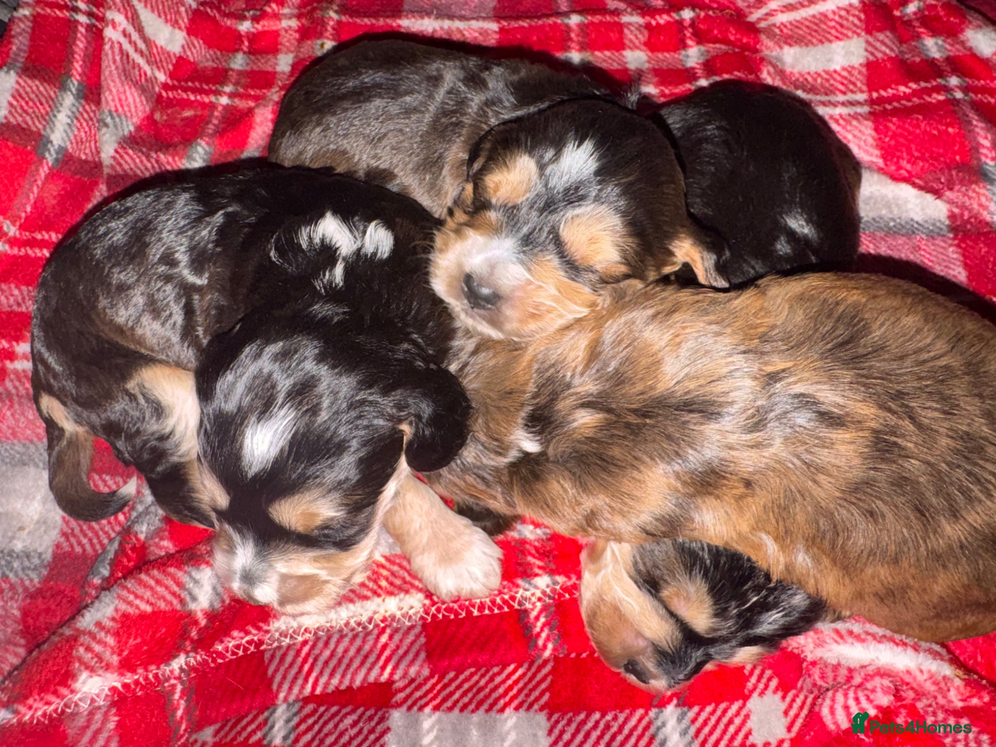 Cockapoo dogs 🐶 gorgeous cockapoo pups (spaniel back cross)🥰 - Advert 1