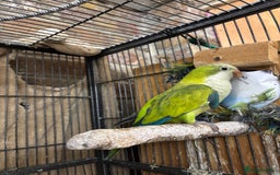Parrots birds for sale: Hand reared baby quaker - Image 14