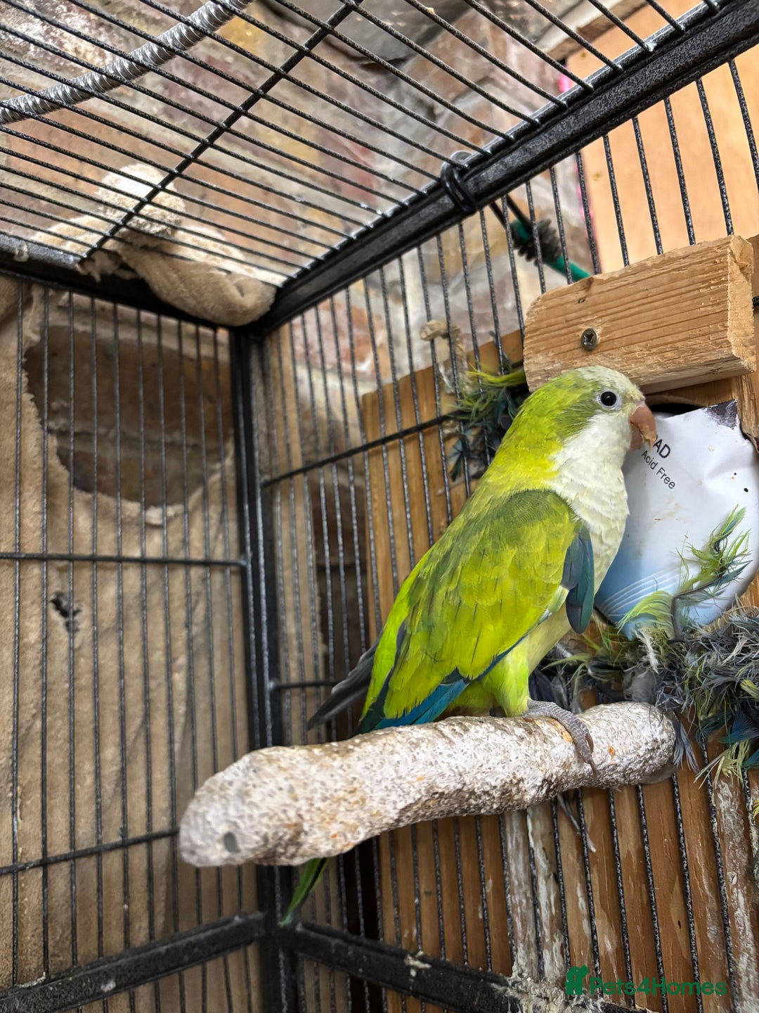 Parrots birds for sale: Hand reared baby quaker - Image 14